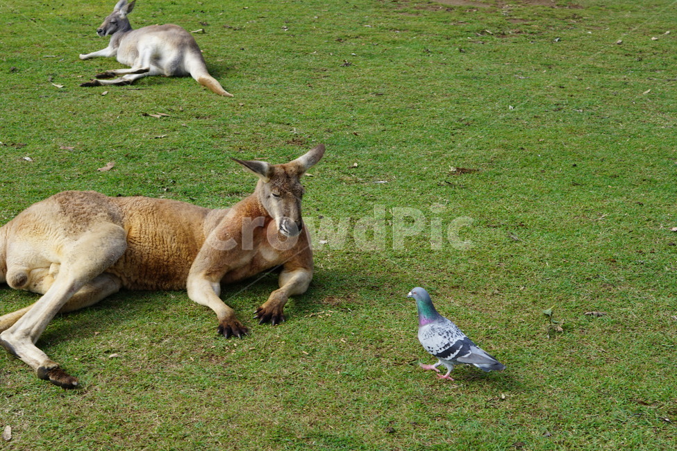 bird,새,animal,동물,캥거루,kangaroo,비둘기,dove,pigeon,동물,animal,포유류,mammal,조류,새,birds