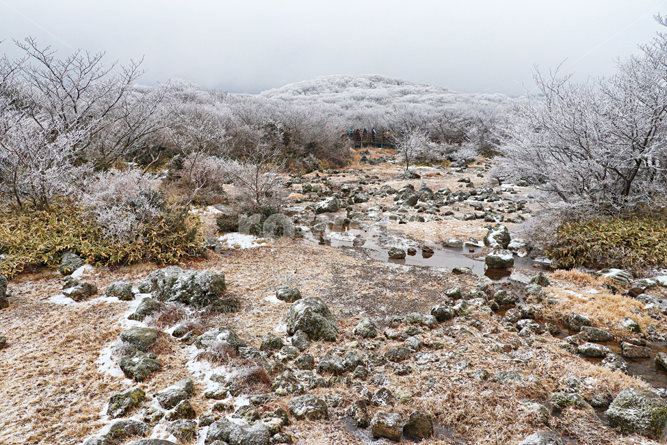 제주도,한라산,1100고지,한라산1100고지,설경,눈꽃,습지,겨울,겨울풍경,눈,snow,자연,옥외,nature,outdoors