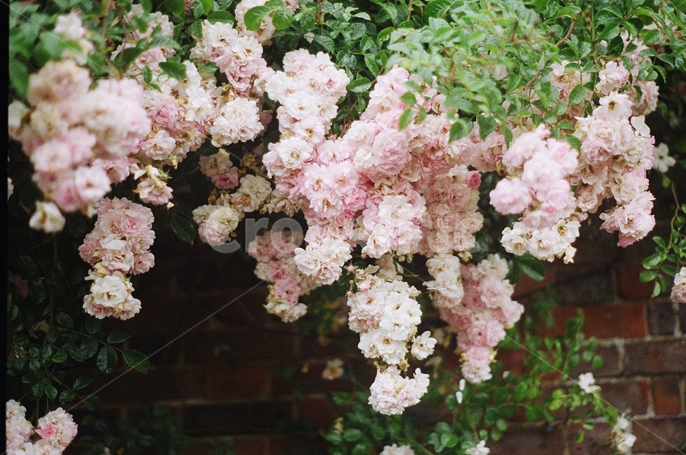 꽃,flower,vintage,빈티지,감성사진,자연,blossom,plant,식물,필름카메라,film