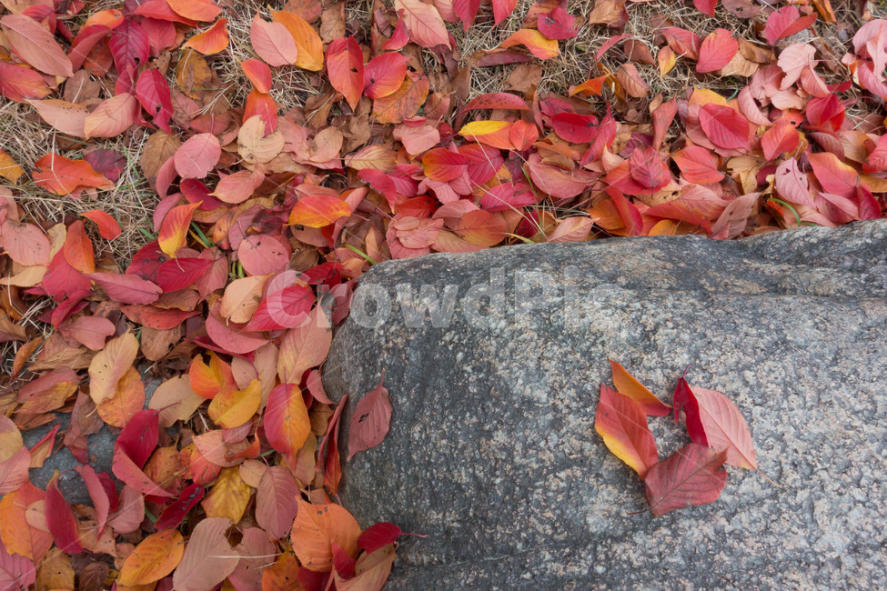 낙엽,가을,계절,자연색상,자연,배경,잎,가을,계절,fall,autumn,season,식물,자연,plants,nature