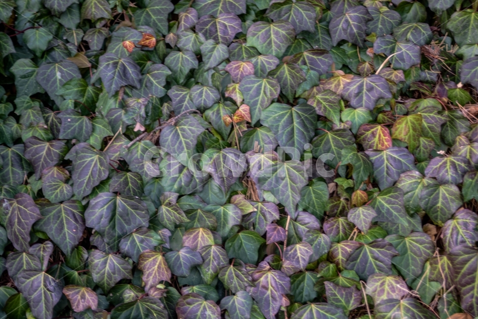 나뭇잎,패턴,백그라운드,자연,초록,식물,자연,plants,nature