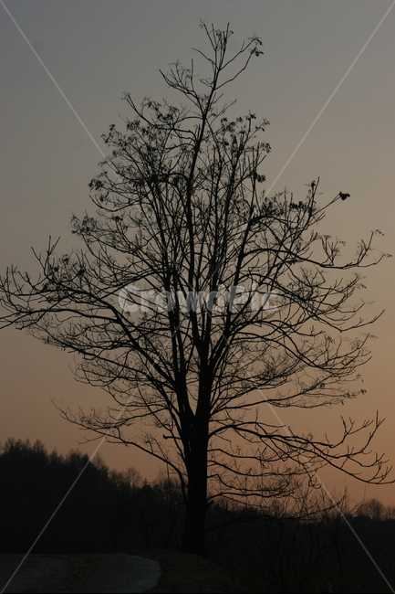 나무,역광,나무역광,자연풍경,시골나무,일몰풍경,자연,식물,자연,plants,nature,나무,trees,wood,실루엣,그림자,silhouette,shadow