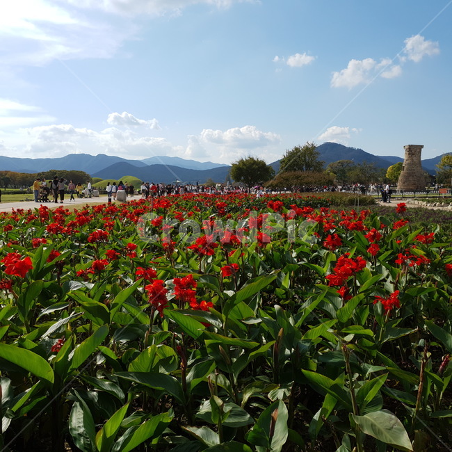 가을,경주,첨성대,하늘,아침,식물,자연,plants,nature,꽃,flower