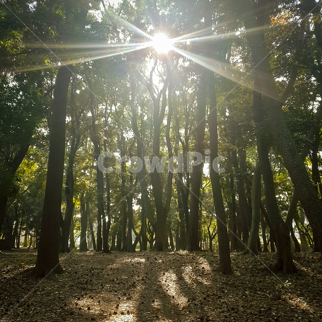 힐링,자연,나무,햇빛,일상,자연,풍경,nature,landscape,light,빛,flare,플레어,sunlight