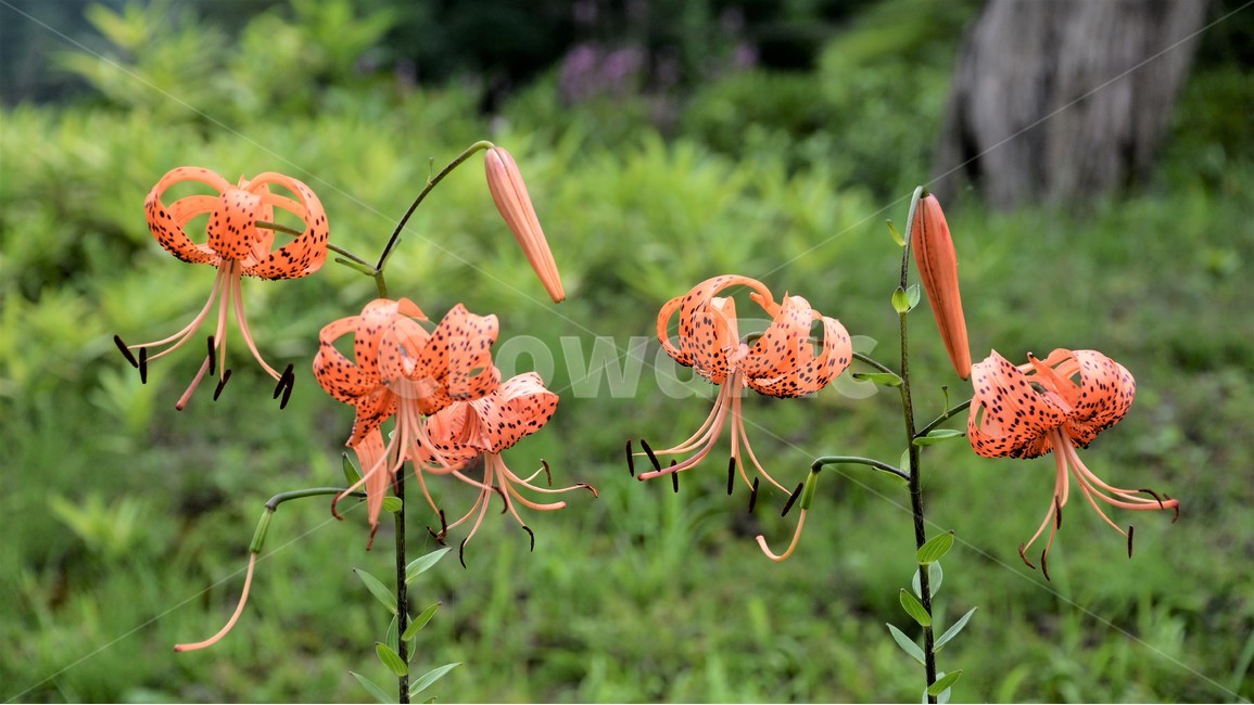 나리꽃,식물,자연,여름,숲,아름다움,단아함,식물,자연,plants,nature,꽃,flower