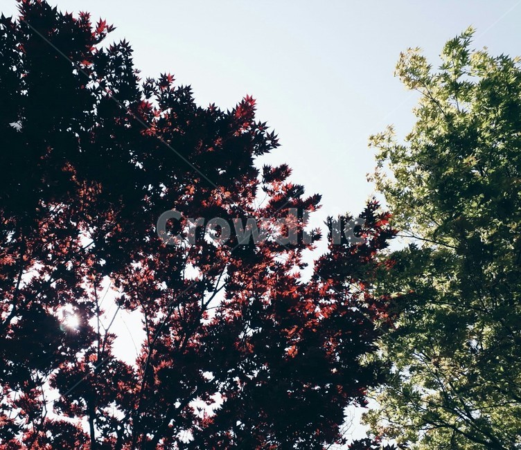 나무,tree,식물,plant,단풍,maple,투톤