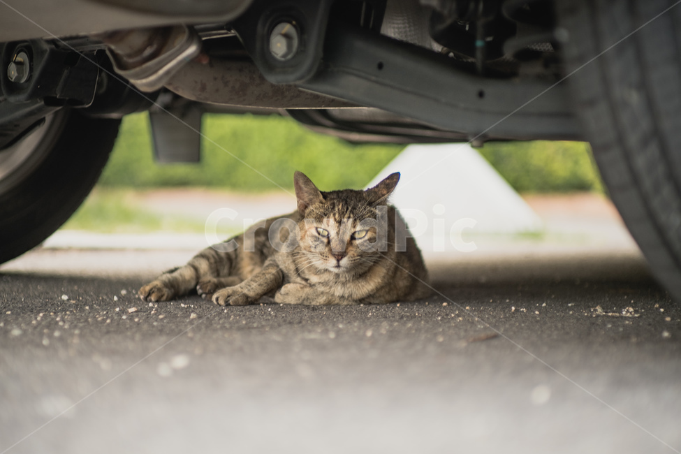 고양이,길고양이,길냥이,거리,cat,냥이,반려묘,색감,감성,활동적,감성적,한가함,잔잔함,동물