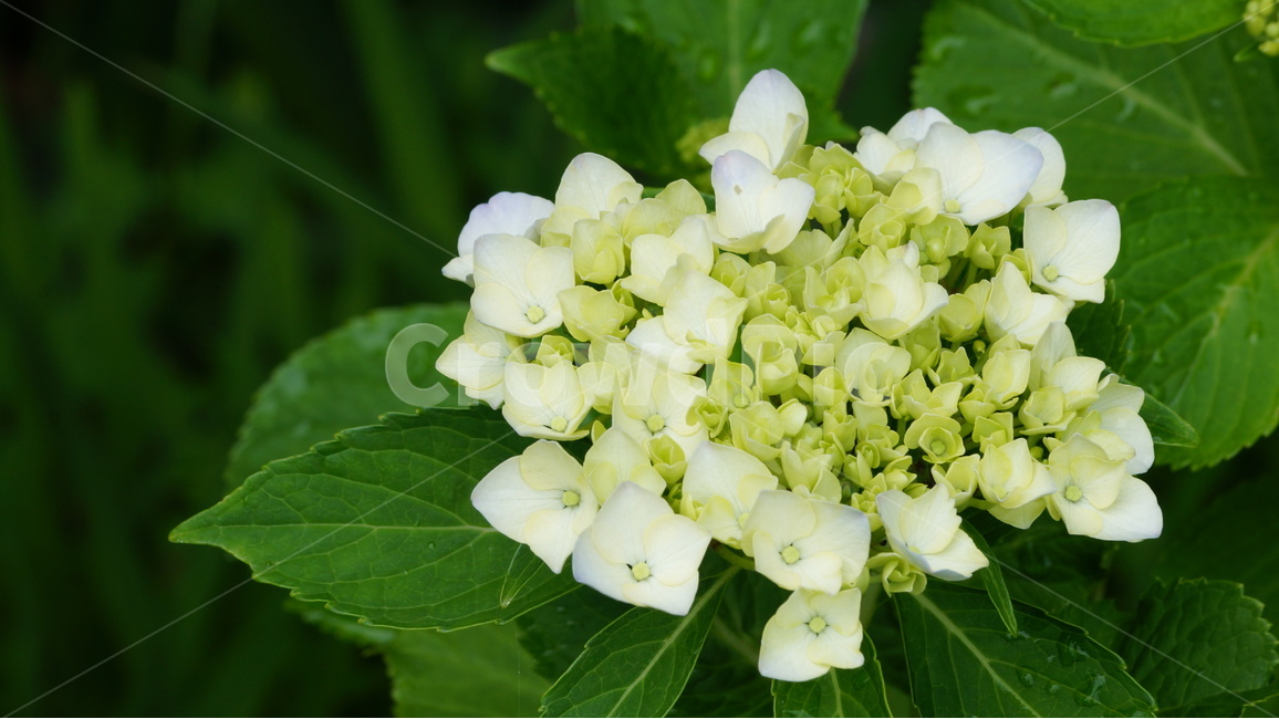 수국,꽃,꽃사진,식물,자연,식물,자연,plants,nature,꽃,flower