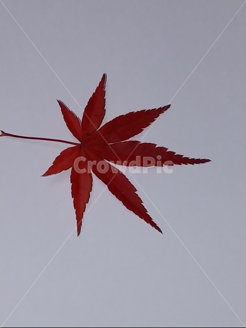 가을,단풍,나뭇잎,단풍잎,낙엽,잎,leaf,식물,나무,가을,계절,fall,autumn,season,plant,tree