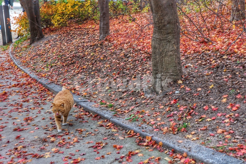 길고양이,가을,단풍,낙엽,길냥이,가을,계절,fall,autumn,season,동물,animal,포유류,mammal,고양이,cat,kitten,kitty,plant,식물,leaf,잎,tree,나무