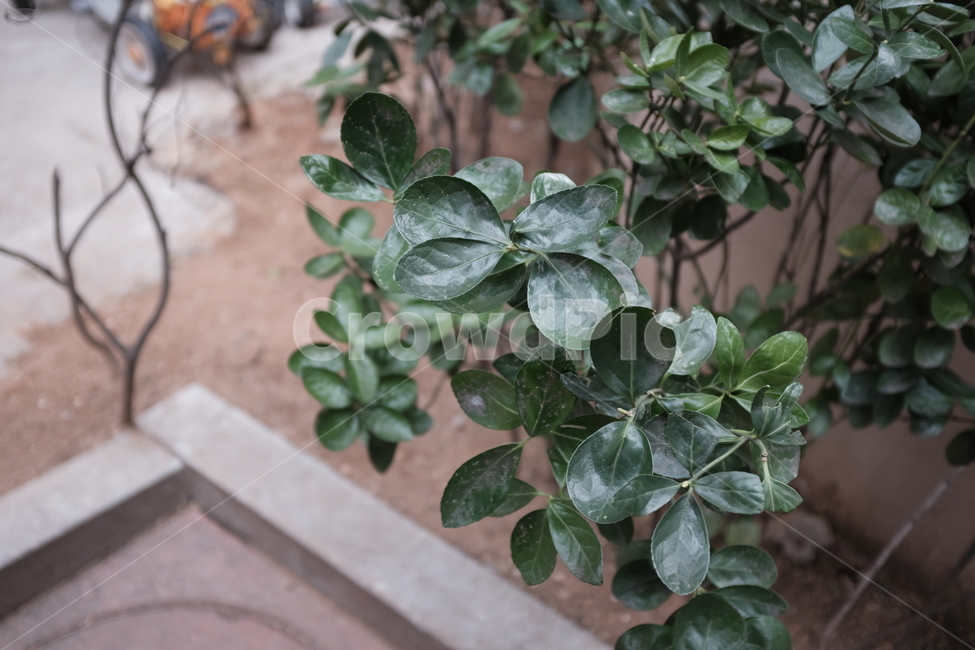 식물,plant,leaf,잎,초록잎