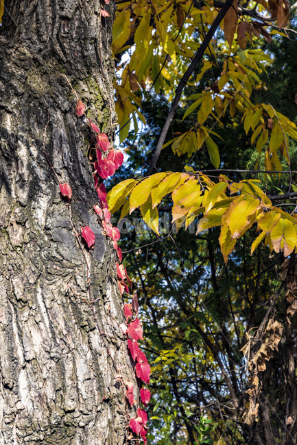 가을,계절,자연,감성,단풍,나무,식물,plant,tree,서정,나무줄기,가을,계절,fall,autumn,season,식물,자연,plants,nature,tree trunk,나무 줄기