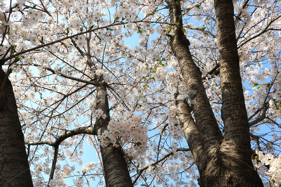 벚꽃,벚꽃나무,벚나무,꽃,나무,식물,장미과,봄,자연,흰꽃,봄,계절,spring,season,식물,자연,plants,nature,꽃,flower,plant,tree trunk,나무 줄기,tree