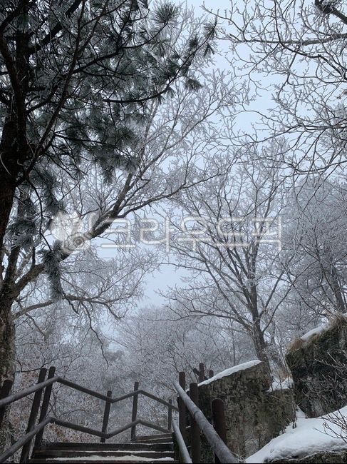 겨울,나무,상고대,겨울산,눈꽃,눈꽃산행,태백산