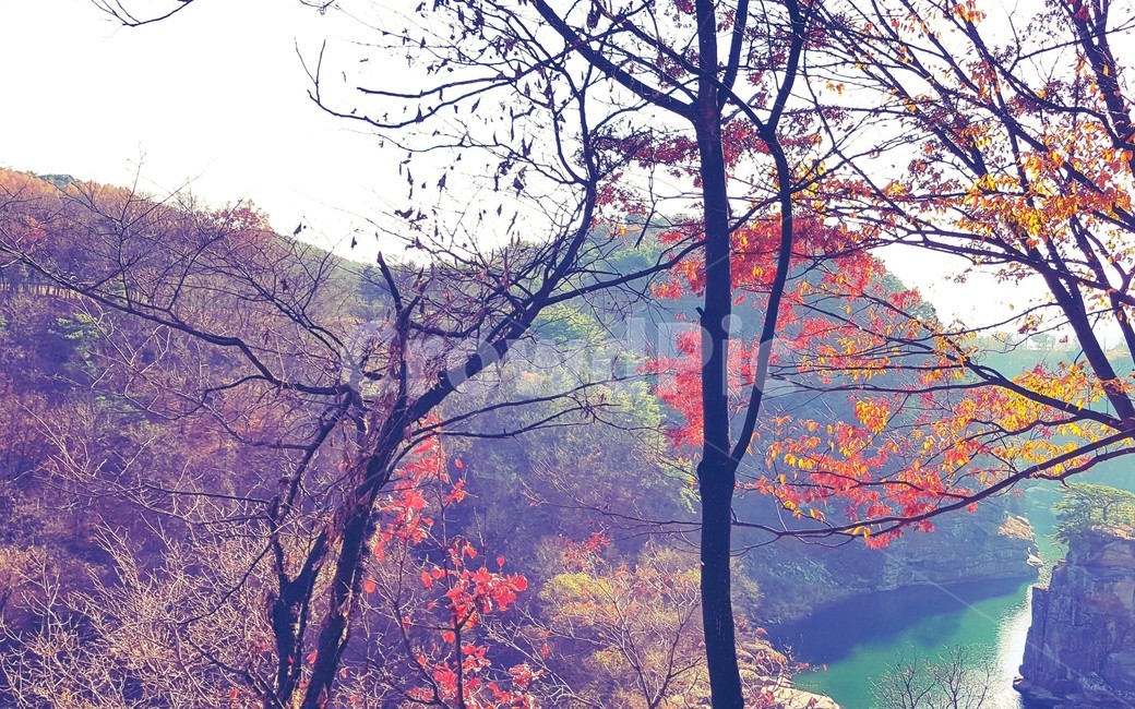 가을,나무,풍경,산,자연,가을,계절,fall,autumn,season,tree,plant,식물,leaf,잎