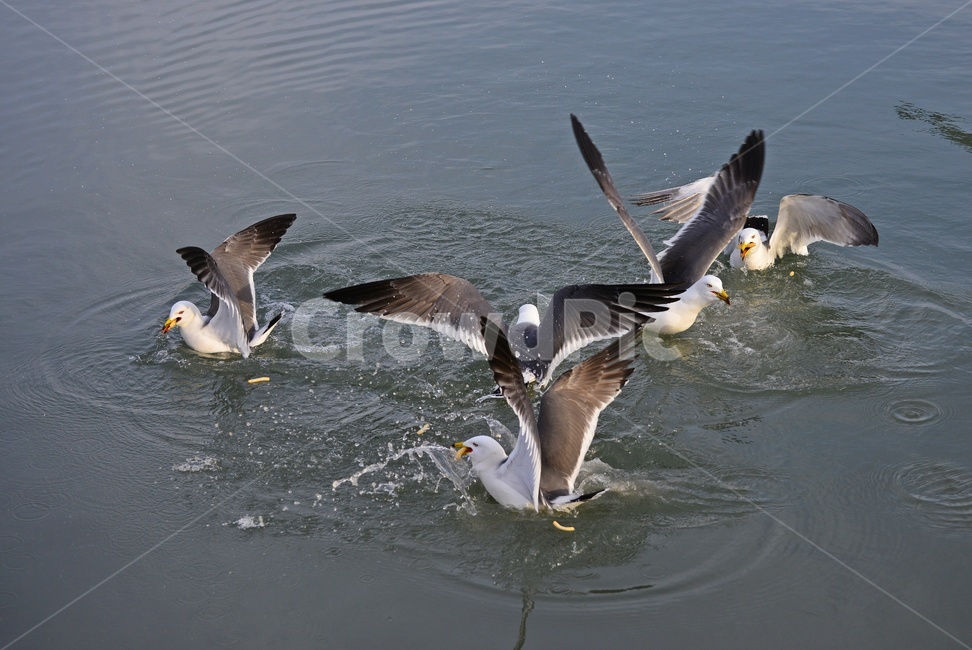 water,물,animal,동물,bird,새,flying,나는,비들기,바다,비상,새우깡,조류,자연,생태,동물,animal,조류,새,birds
