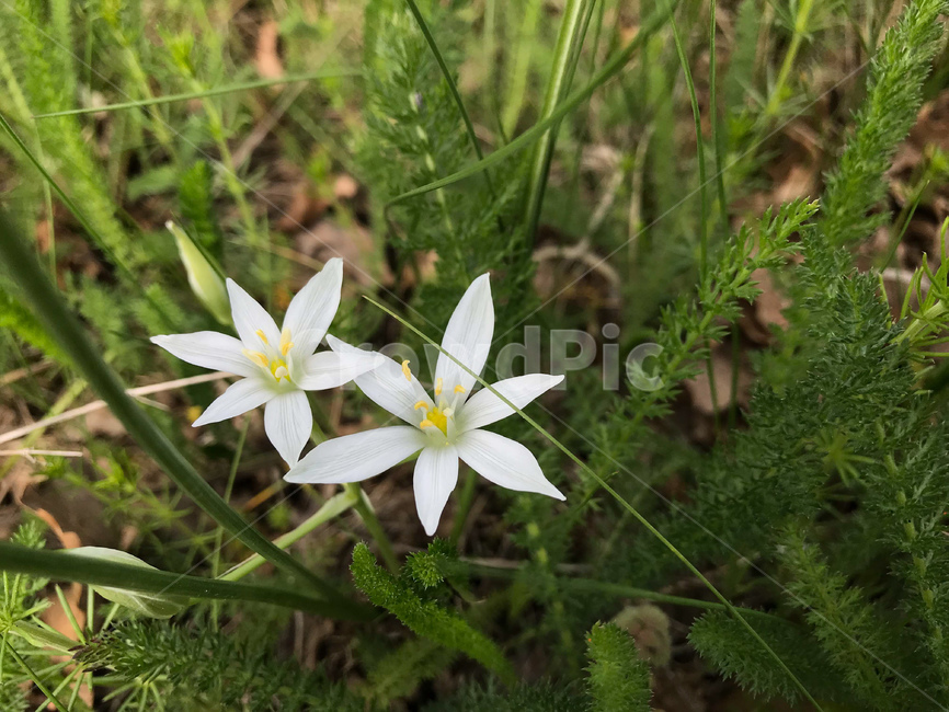 흰꽃나도사프란,나도샤프란,야생화,흰꽃,하얀,흰,자연,꽃,flower,나도사프란,들꽃