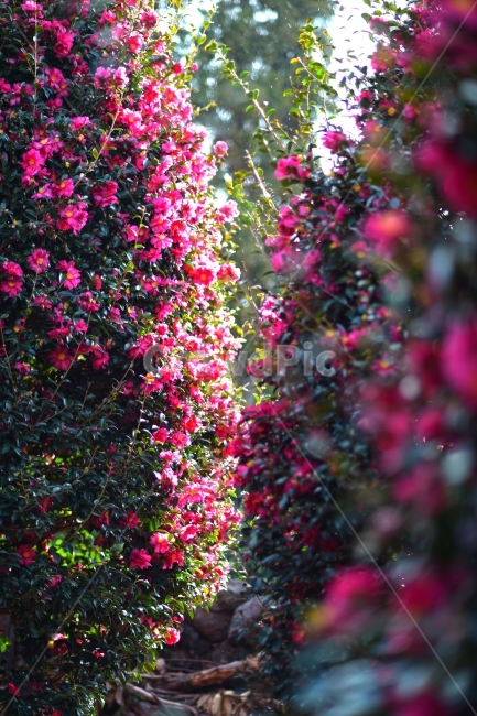 제주,위미리,동백,동백꽃,동백나무,겨울,꽃,식물,자연,plants,nature,꽃,flower