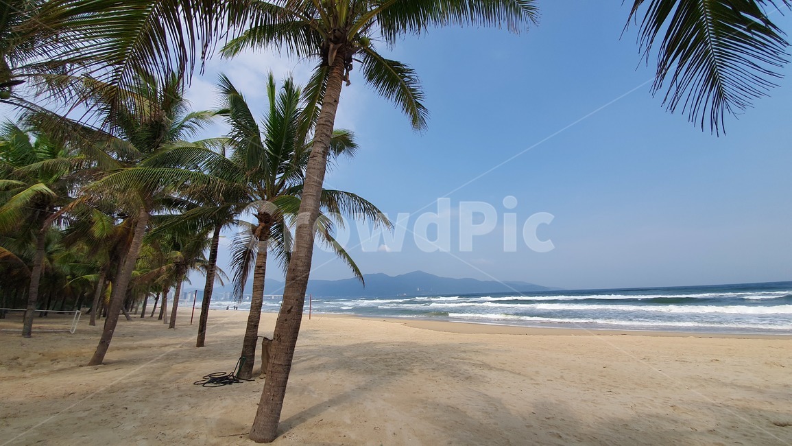 summer,tropical,바다,모래,나무,여름