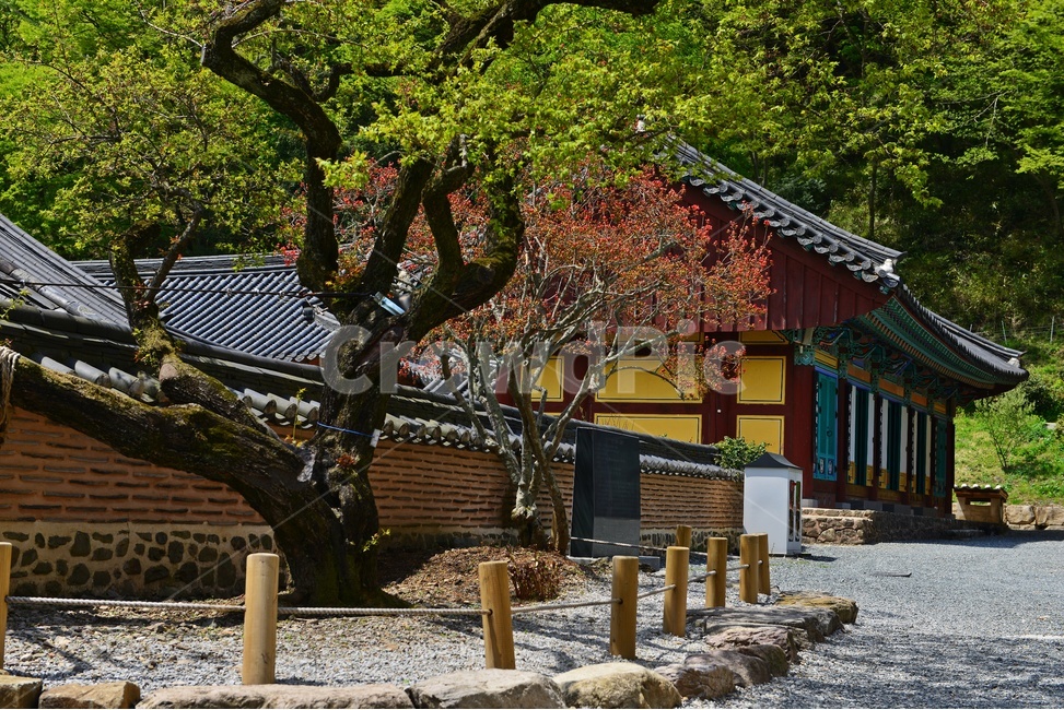 장성,백양사,사찰,절,철쭉,철쭉꽃,꽃,nature,자연,outdoors,봄,계절,옥외,building,건물,architecture,건축물,roof,지붕