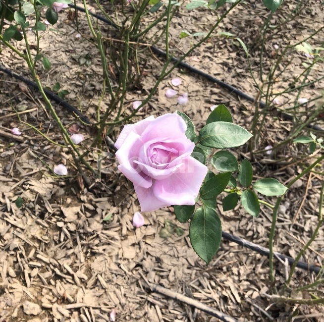 장미꽃,장미,핑크장미,꽃,풀,잎,정원,장미공원,자연,식물,자연,plants,nature,꽃,flower