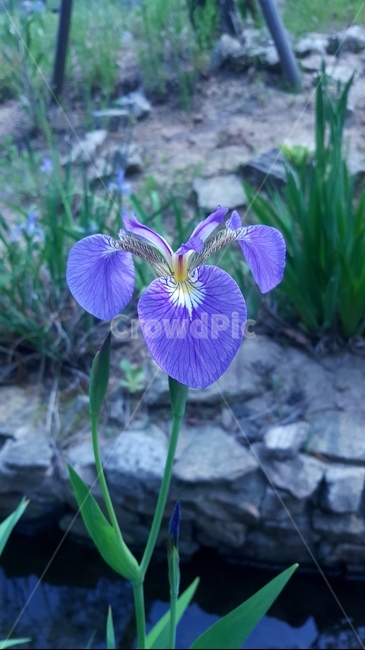 식물,plant,iris,아이리스,flower,꽃,blossom,붓꽃,자연,nature,보라,보라색,보라색꽃