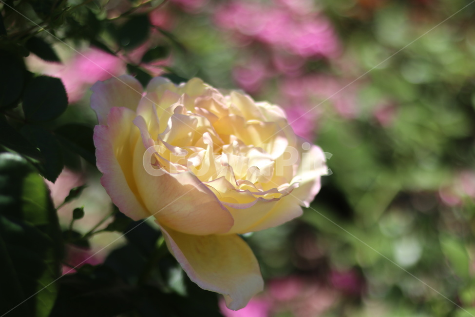 장미,5월,투톤,노랑,빛,식물,자연,plants,nature,꽃,flower