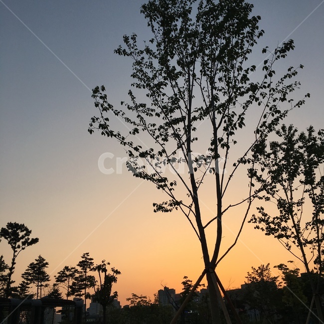노을,초저녁,나무,하늘,땅,식물,자연,plants,nature,나무,trees,wood,실루엣,그림자,silhouette,shadow
