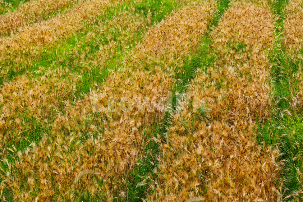 보리,가을,가을보리,보리재배,보리수확,시골,마을,풍경,landscape,country,rural,town,산업,industry,industrial,농업,농사,agriculture,farming,farming industry