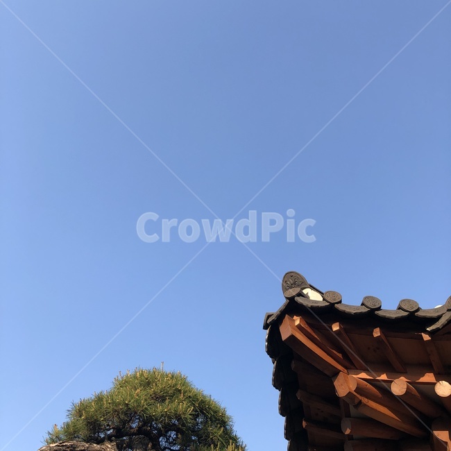 기와집,한국,전통집,하늘,나무