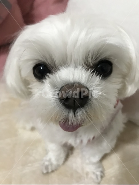 강아지,개,말티즈,반려견,반려동물,애완견,애완동물,동물,동물,animal,포유류,mammal,개,강아지,dog,doggy