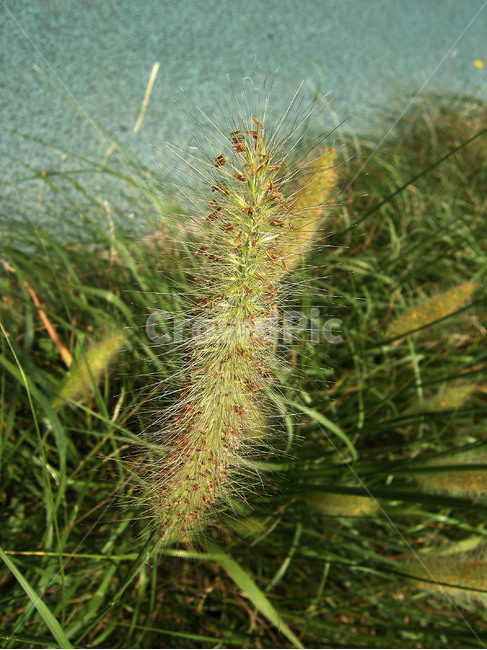 잡초,풀,강아지풀,식물,자연,식물,자연,plants,nature