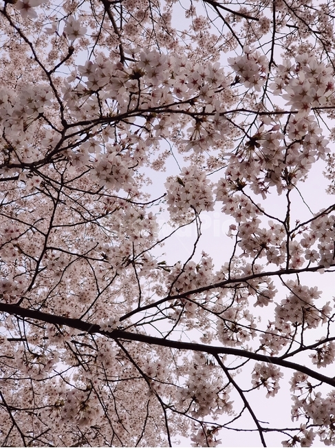 봄,봄꽃,벚꽃,꽃,자연,nature,flower