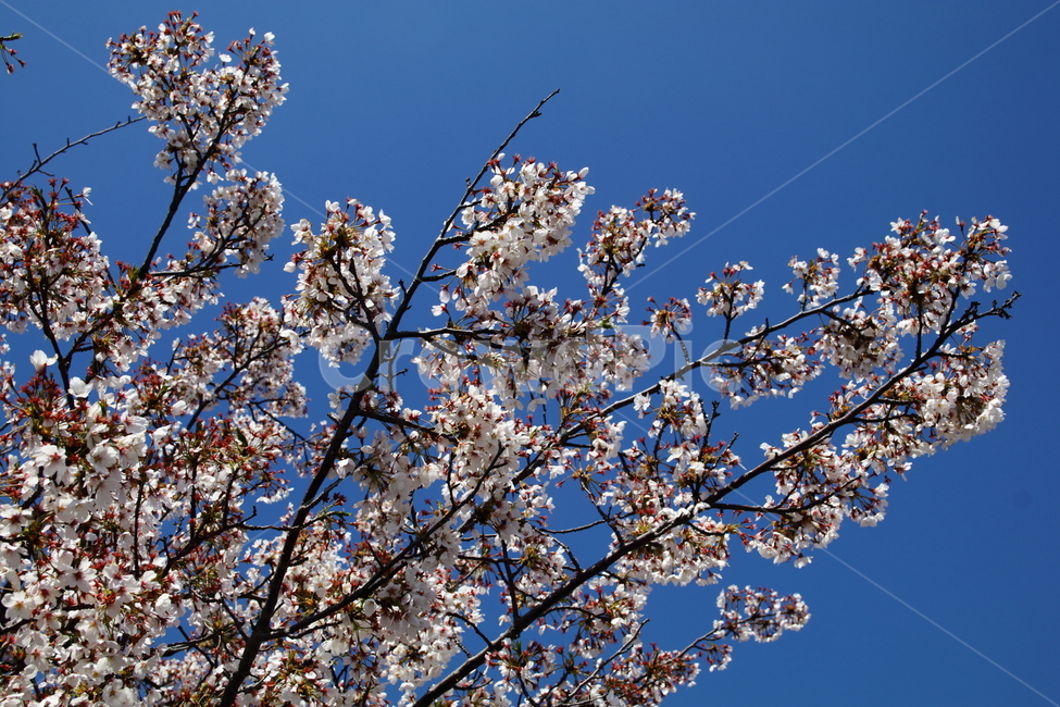 꽃,봄,벚꽃,팝콘,플라워,flower,spring,autumn,blue,bloom,봄,계절,spring,season,식물,자연,plants,nature,꽃,flower,plant,blossom