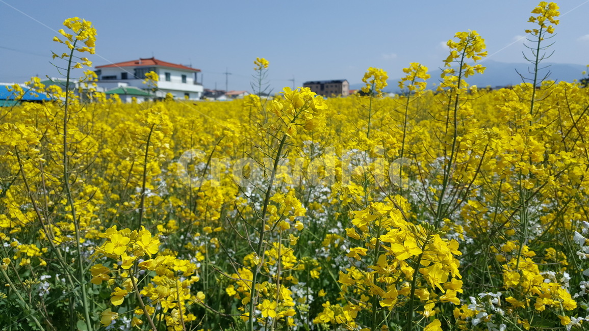 유채꽃,outdoors,옥외,nature,자연,farm,식물,plant