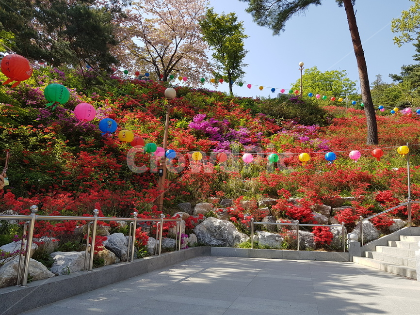 절,봄꽃,flower,포근한,꽃구경,산책,나들이,꽃동산,울긋불긋