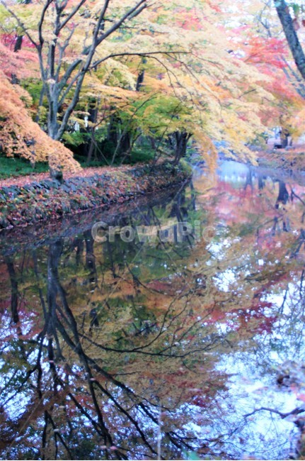 가을,단풍,나무,식물,자연,계곡물,그림자,자연풍경,감성,예쁨,아름다움,nature,autumn,trees,가을,계절,fall,autumn,season,outdoors,옥외,water,물