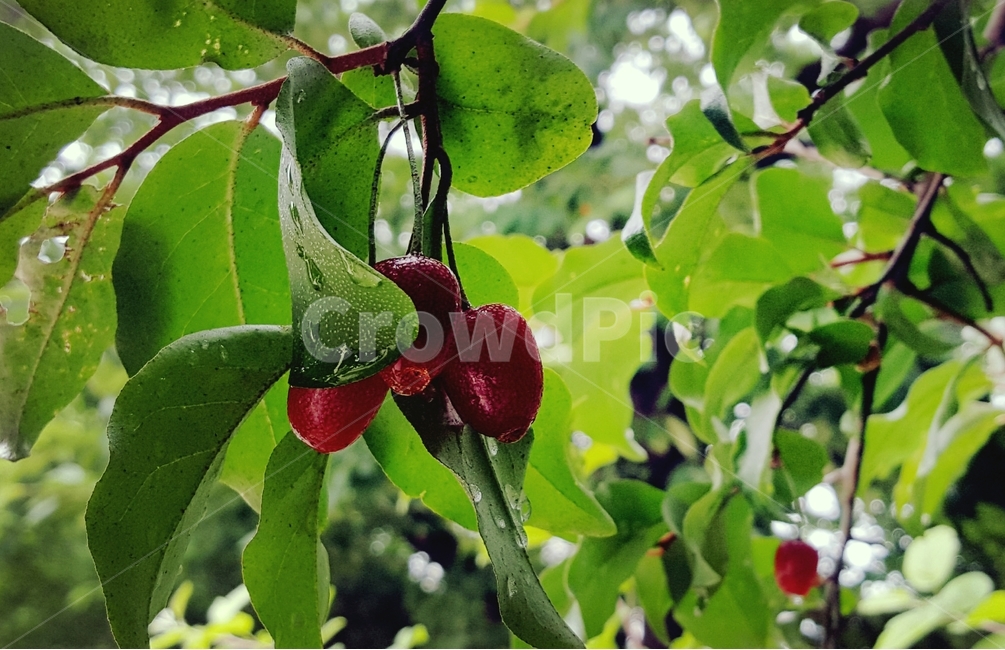 왕보리수,보리수나무,자연,열매,빨강,풍경,식물,자연,plants,nature,과일,열매,fruit