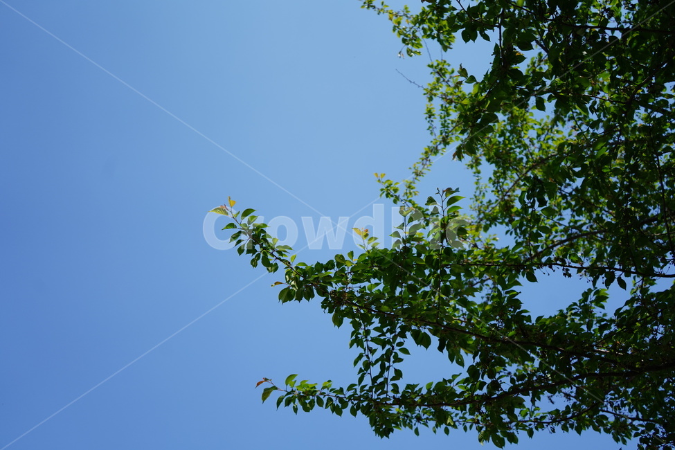 하늘,자연,나무,푸른하늘,초록색,bluesky,tree,green,nature,식물,자연,plants,nature