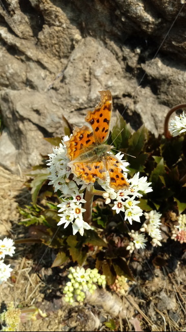 식물,나무,꽃,plant,blossom,flower,장장포,부처손,돌단풍,돌나리,추엽초,노호장,나비