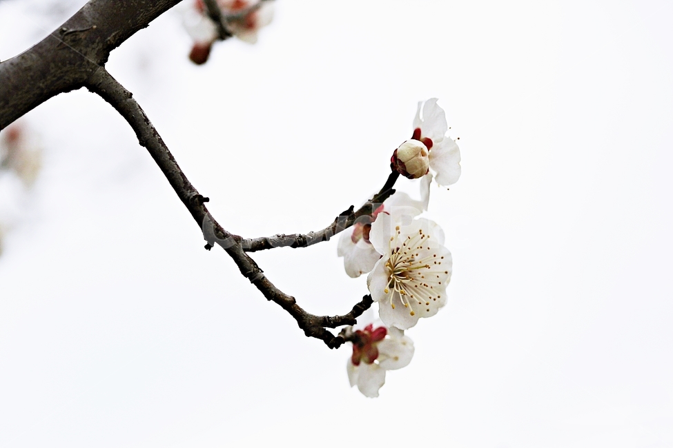 매화,매화꽃,꽃,매화나무,자연,배경,자연,풍경,nature,landscape,식물,plants,꽃,flower,나무,trees,wood,plant