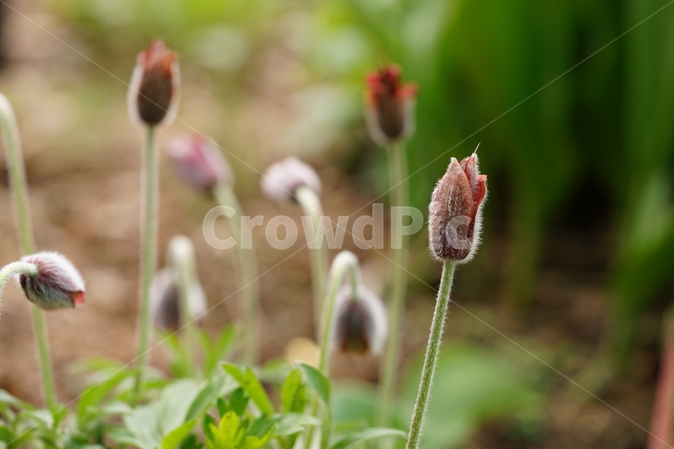 꽃,플라워,할미꽃,자연,접사,식물,생명,접사사진,풍경,꽃사진,flower,봄꽃,계절,봄,계절,spring,season,식물,자연,plants,nature,꽃,flower,감성,sensible,feeling,plant,blossom