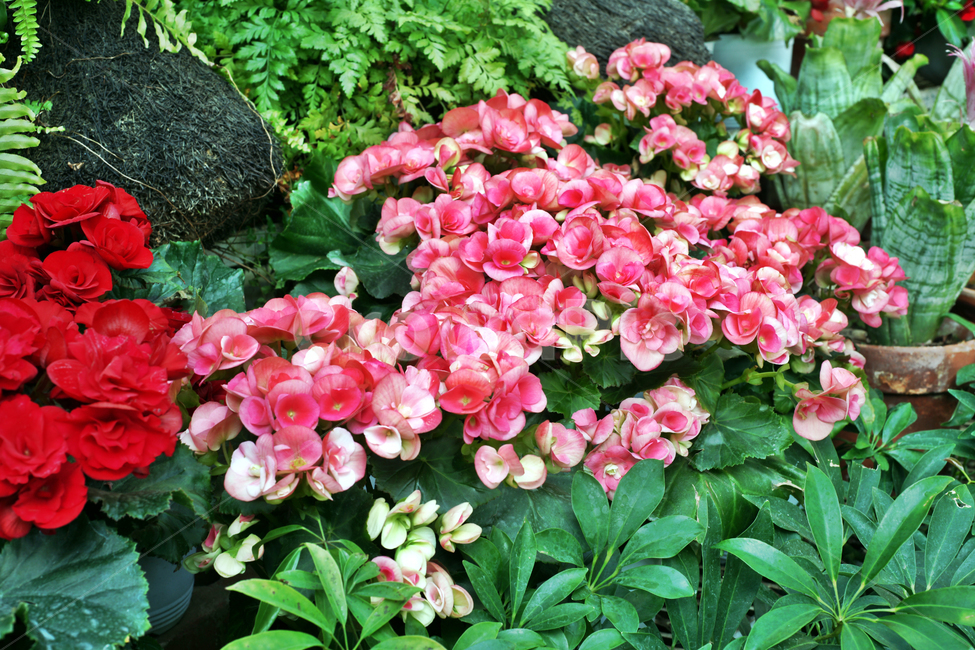 엘리티오르베고니아,꽃,식물,화단용,구근,여름,허브,분화용,식물,자연,plants,nature,꽃,flower