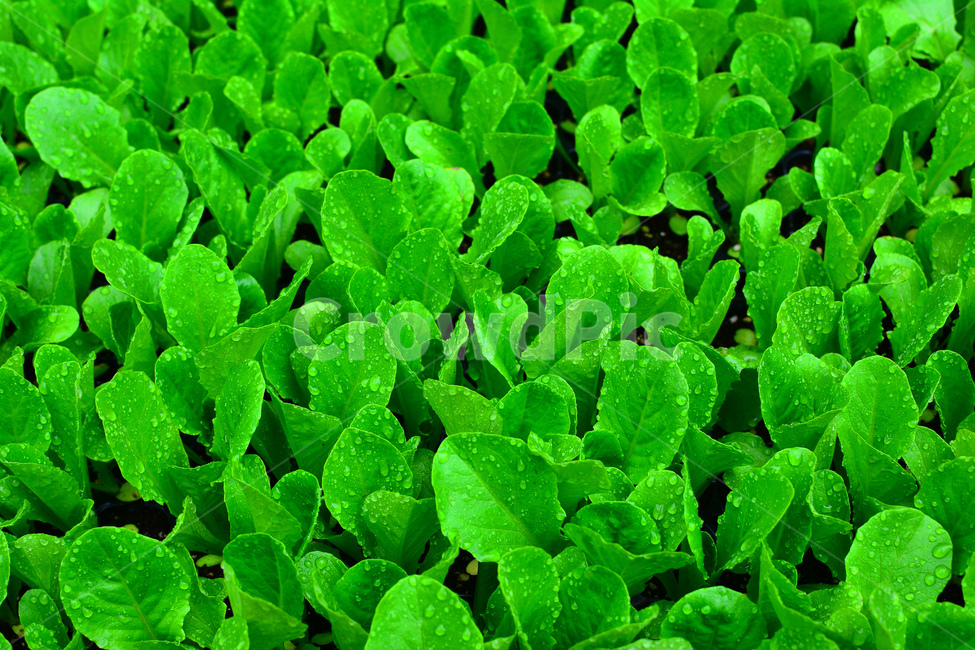 채소,야채,쌈채소,음식,식재료,food,green,fresh,신선한,싱싱한,plant,건강식품,푸성귀,건강식,vegetable,상추,채소밭,어린,섬유질,다이어트,이슬,물방울,식물,자연,plants,nature,음식,식재료,요리,food,cook,meal,dishes,food reserves,채소,야채,vegetables