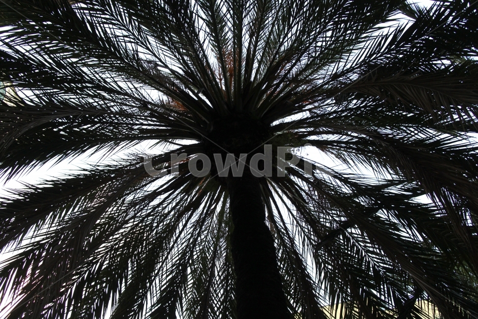 야자수,나무,그림자,실루엣,식물,식물,자연,plants,nature,나무,trees,wood
