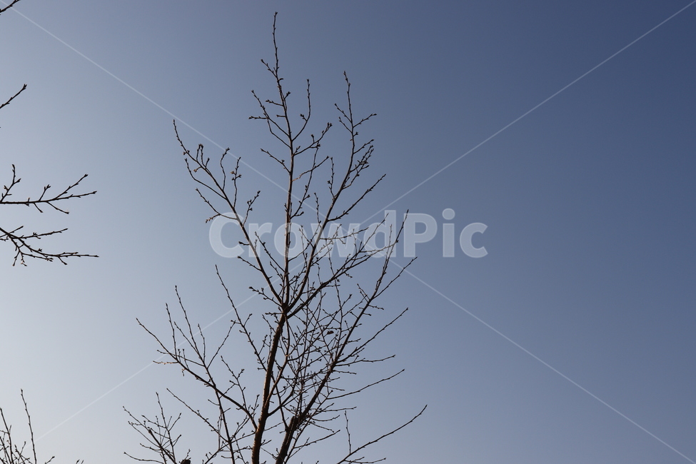 겨울하늘,팔당물안개공원,겨울,나무,하늘,맑음,자연,풍경,nature,landscape