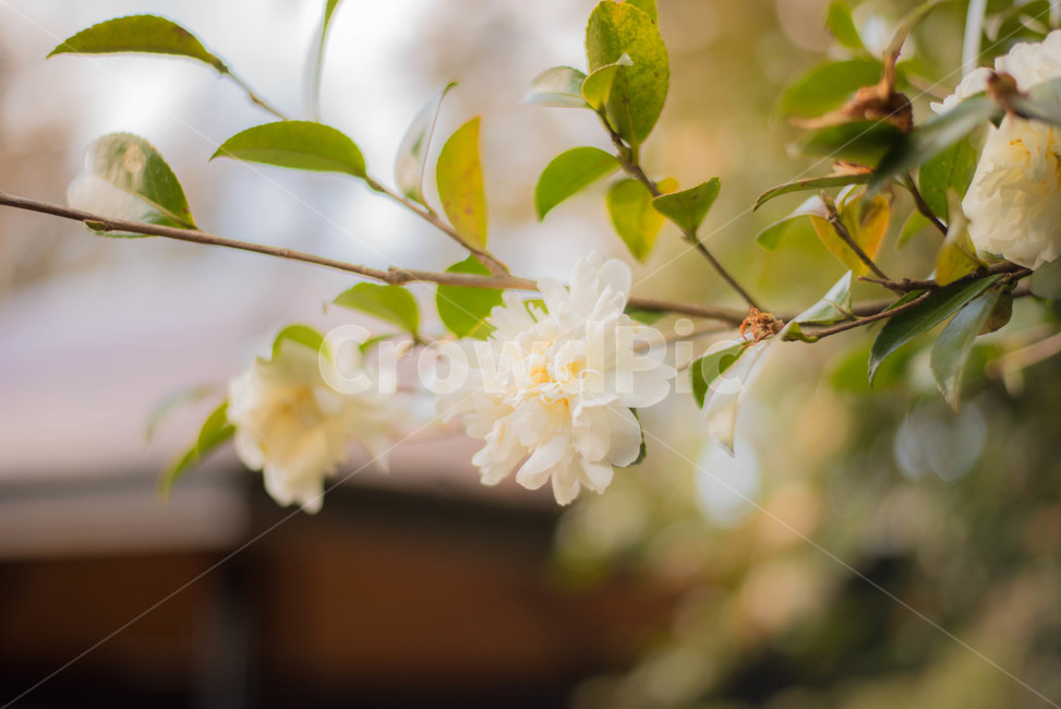 식물,백동백,동백나무,흰꽃,꽃,식물,자연,plants,nature,꽃,flower