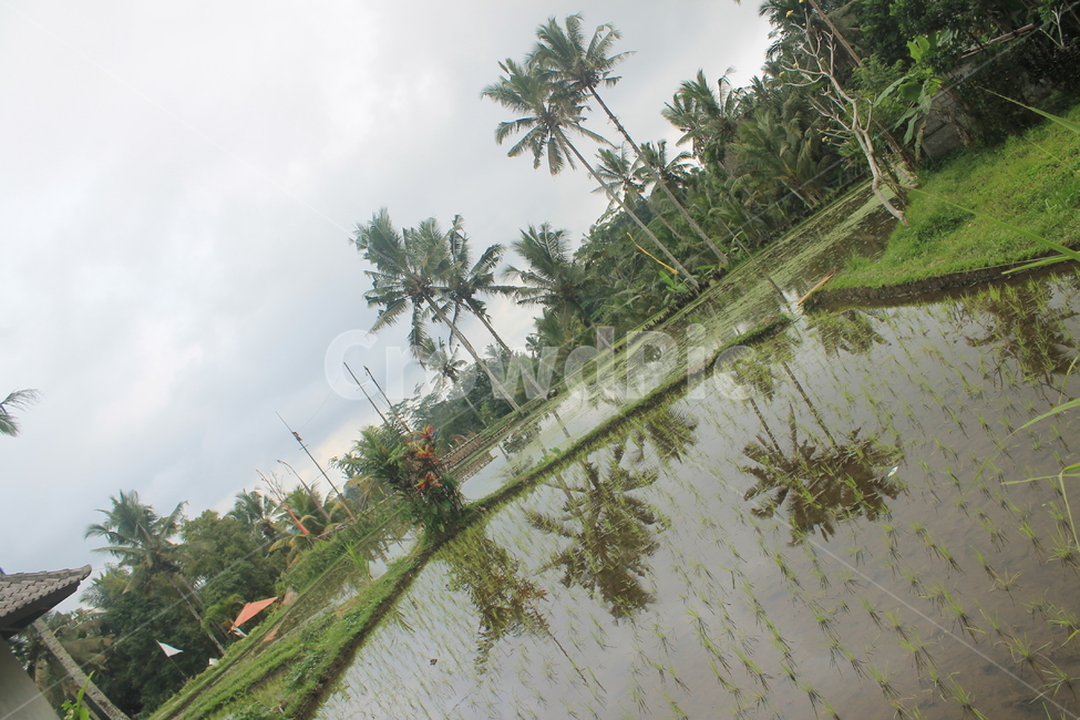 인도네시아,발리,우붓,논,반사,자연,물,indonesia,bali,ubud,ricefield,ricefields,nature,water,palmtree,tree,야자수,나무,reflection,농업,농사,agriculture,farming,farming industry