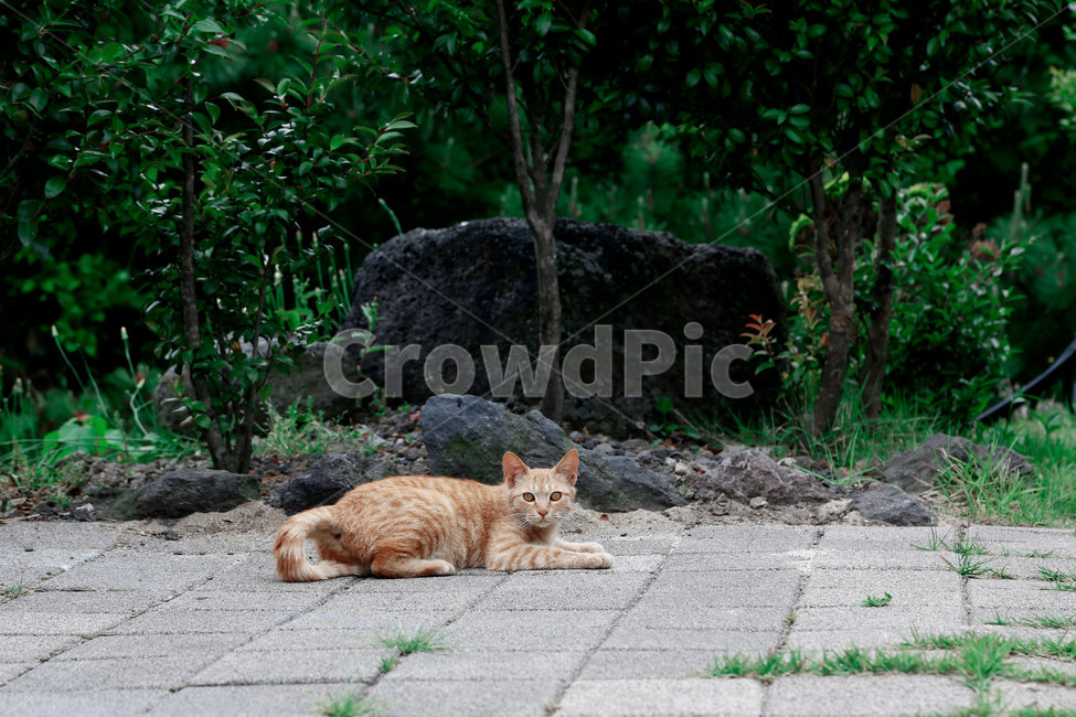 고양이,길냥이,코리안숏헤어,길고양이,캣,키티,코숏,kitty,cat