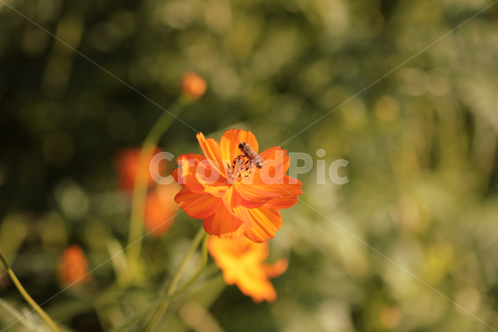 꽃,벌,flower,자연,nature,bee,green,식물,자연,plants,nature,꽃,flower,동물,animal,곤충,벌레,insect,bug
